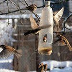 Кормушка для птиц из пластиковой бутылки